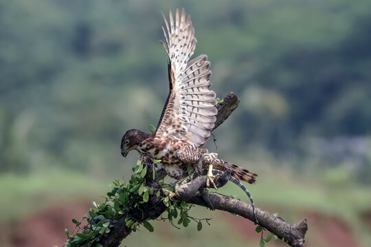 A crested goshawk is pouncing on prey on a tree branch