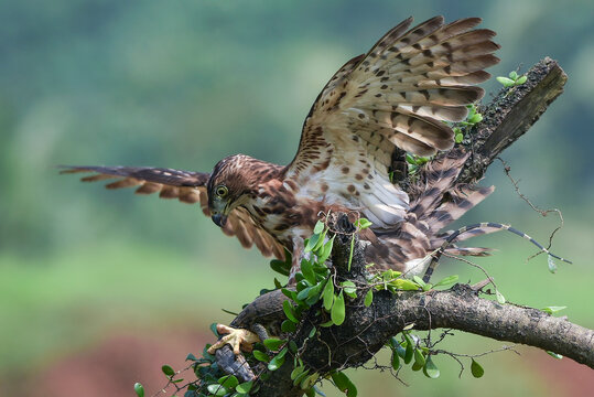 A crested goshawk is pouncing on prey on a tree branch