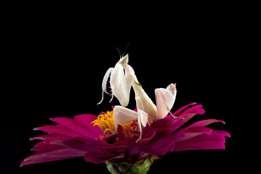 An orchid mantis is standing on a flower.