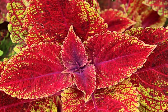 Plectranthus, bright, variegated leaves of the spur plant
