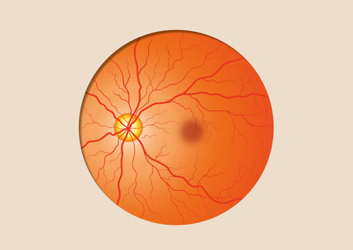 Retinal blood vessels, illustration
