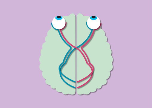 Visual pathway, conceptual illustration
