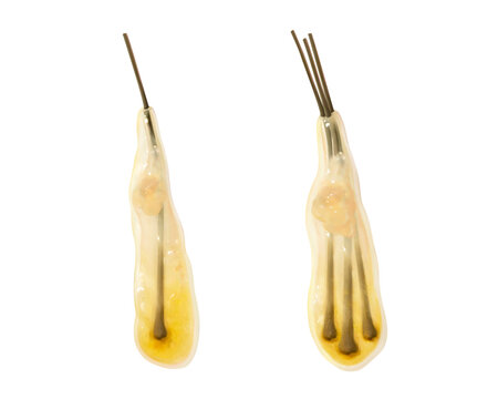 High viability follicular unit grafts, illustration