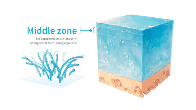 Joint cartilage middle layer collagen fibres, illustration