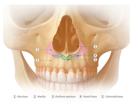 Nose area, illustration