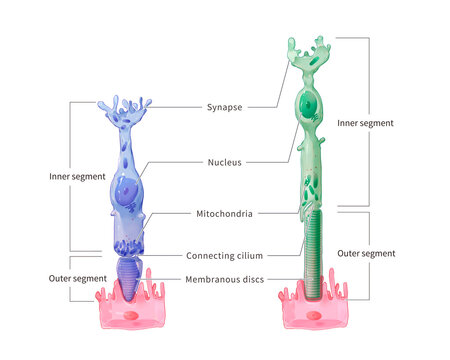 Photoreceptor, illustration