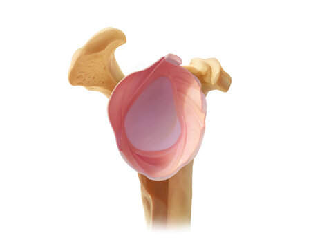 Glenohumeral joint capsule cross-section, illustration