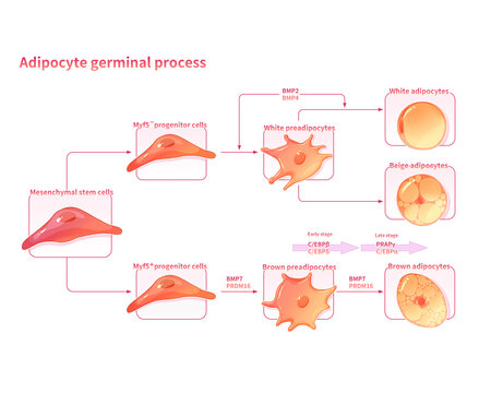 Fat cell development, illustration