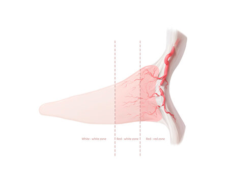 Meniscus blood supply zones cross-section, illustration