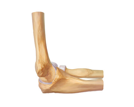 Elbow joint, illustration