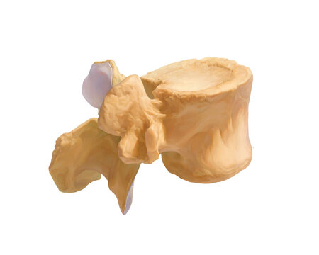 Fourth lumbar vertebra, illustration