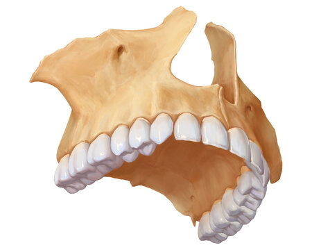 Permanent teeth, illustration