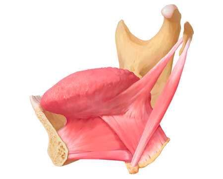 Lateral view of extrinsic tongue muscles, illustration