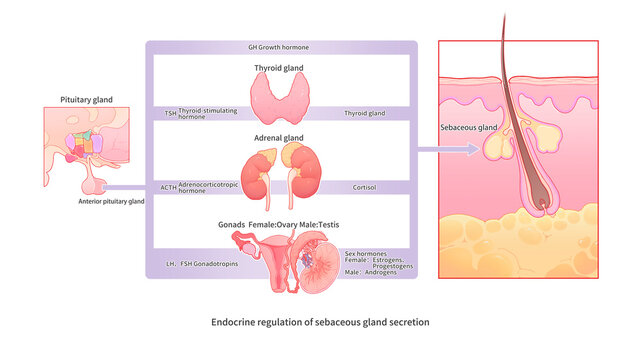 Sebum secretion endocrine regulation, illustration