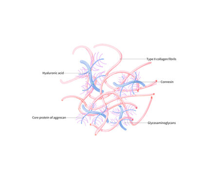 Articular cartilage extracellular matrix, illustration