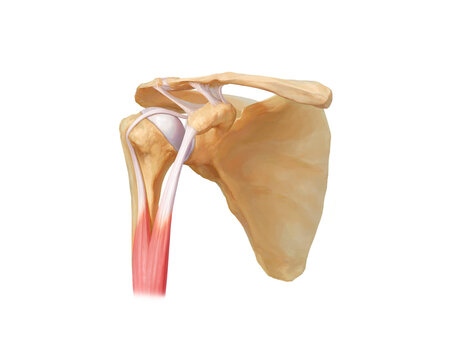 Biceps brachii, illustration