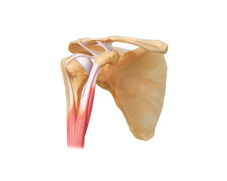 Coracobrachialis and biceps brachii union, illustration