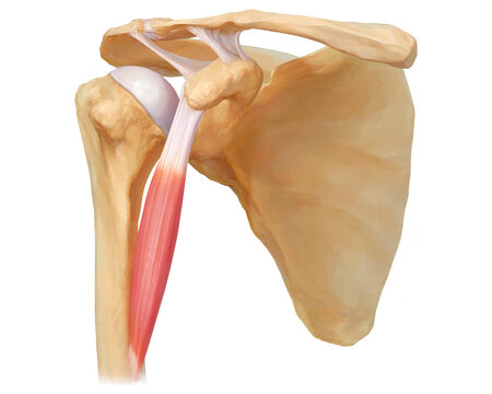 Coracobrachialis muscle, illustration