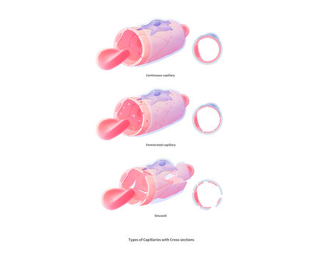 Capillary cross section, illustration