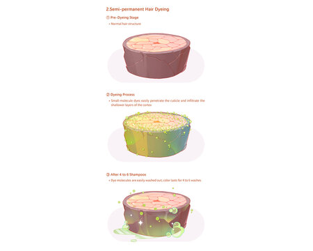 Permanent hair dye mechanism, illustration