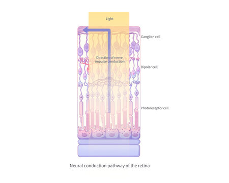 Retinal nerve conduction and vision process, illustration