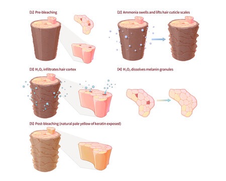 Hair bleaching principle, illustration