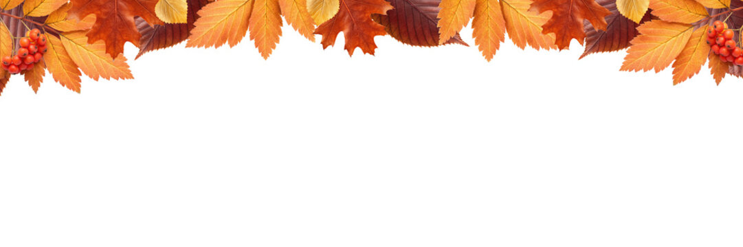 Autumn leaves and rowan berries top border header for Thanksgiving website banner product discount flyer poster
