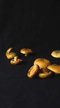 Group of fresh, raw, and organic orange milkcap mushrooms, also known as Lactarius deliciosus, slowly rotating on a black studio background with copy space, showcasing their natural texture