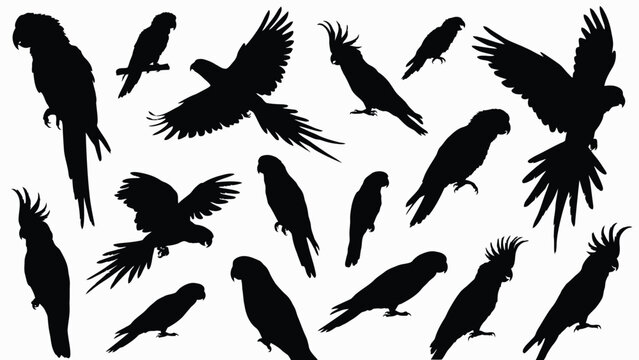 Tropical parrots and cockatoos black silhouettes set with exotic birds flying and perching vector illustration isolated on white background