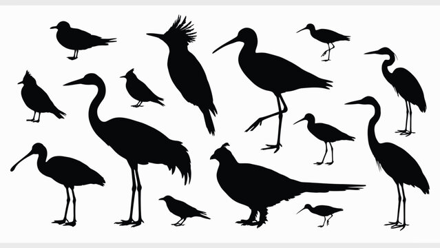 Wading birds and coastal wildlife black silhouettes collection featuring crane heron ibis stork hoopoe pheasant and sandpiper vector illustration isolated on white background