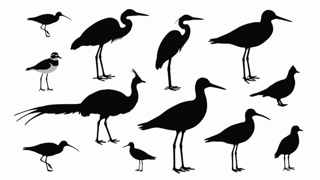 Wading birds and wild wildlife black silhouettes collection featuring crane heron ibis peacock and sandpiper vector illustration isolated on white background