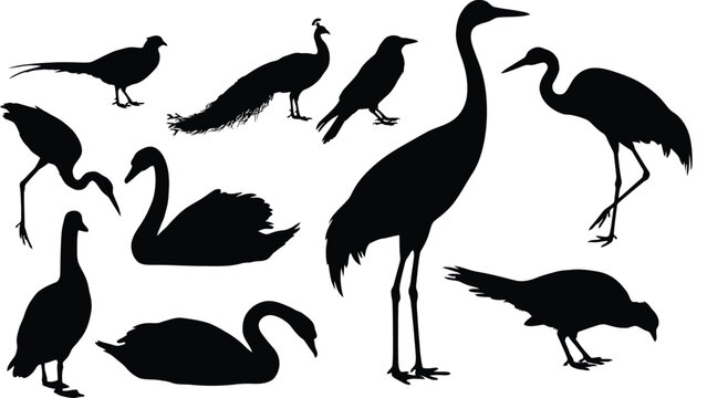 Wild birds black silhouettes collection featuring crane heron swan peacock pheasant crow and goose isolated on white background vector illustration