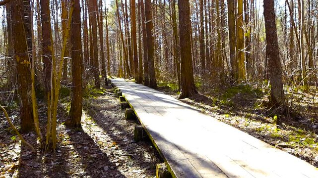 First person view moving forward on a wooden plank path through a sunlit pine forest. Beautiful natural scenery with tree shadows falling across the trail during a peaceful spring day hike