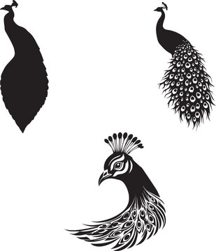 Peacock Silhouette Collection, Elegant Peacock Bird Black Vector Illustration