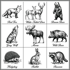 Fototapeta premium Illustrated collage of North American wildlife animals 