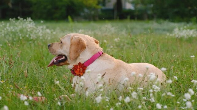 Yellow Labrador Retriever Lying on Clover Lawn Holding Red Puller Toy in Mouth Outdoors