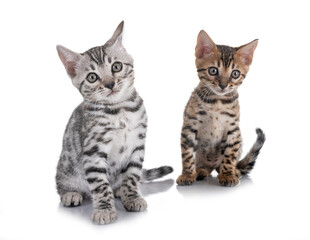 bengal kitten in studio © cynoclub