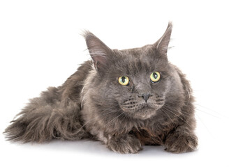 maine coon cat © cynoclub