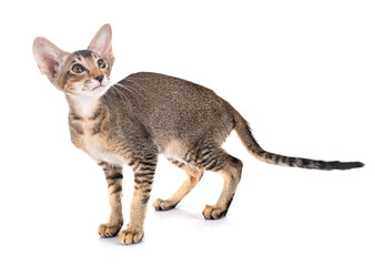 oriental kitten in studio © cynoclub