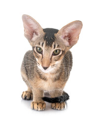 oriental kitten in studio © cynoclub
