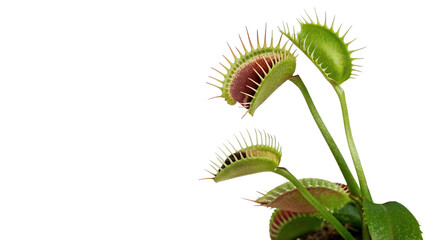 Exotic carnivorous venus flytrap plant mechanism detailed wild predatory botany isolated element © Jack