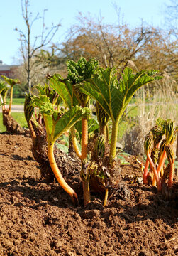 Gunnera tinctoria, also known as giant rhubarb, Chilean rhubarb, quercilla, or nalca, has culinary uses.