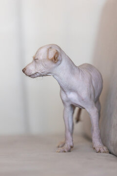 profile view of Xoloitzcuintli Xolo puppy standing with eyes closed