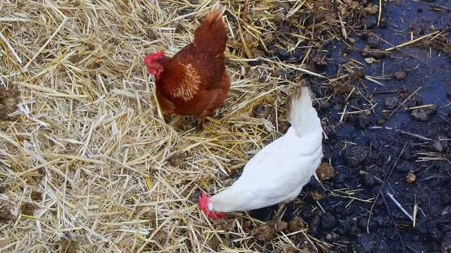 Two hens brown and white foraging and scratching for food in straw on a farmyard.