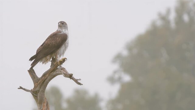 Majestic bird of prey perched on a weathered dead tree branch in soft light