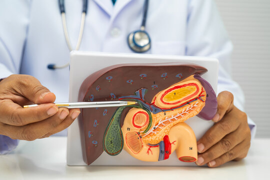 Liver with gallbladder, pancreas spleen and duodenum, Asian doctor holding human anatomy model for study diagnosis and treatment in hospital.
