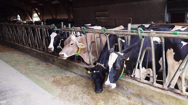 Cows feeding on hay in headlocks inside livestock barn on dairy farm.