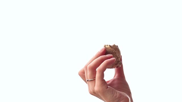 Female hand holding large seashell on white background. Seashell in human hand isolated on white. Hand with beautiful textured seashell on light background. Summer vacation and travel concept