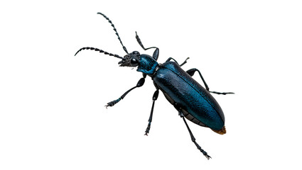 Dark blue metallic ground beetle insect isolated on transparent background © Raya Richards