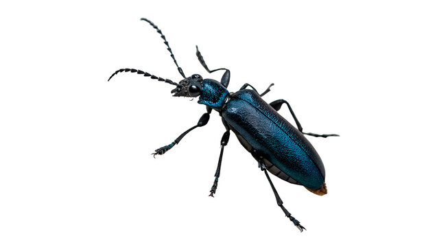Dark blue metallic ground beetle insect isolated on transparent background